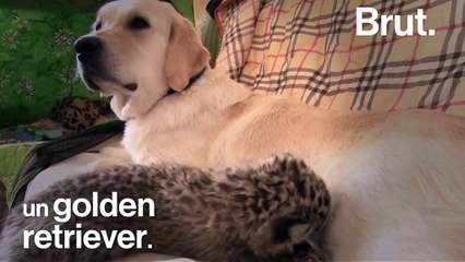 Un léopard de l’Amour adopté par un golden retriever