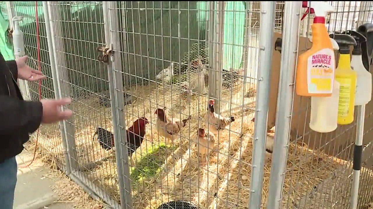 `Large Number` of Animals Neglected or Dead at California Business: Investigators