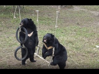 Rescued Bears Enjoy Freedom With Friendly Playtime