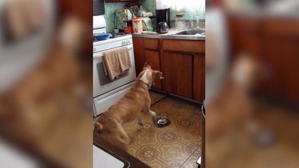 Dog Has A Unique Way Of Asking For Food