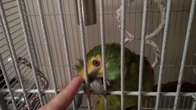 Parrot Says Good Gracious, It Feels So So Good