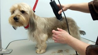 Grooming a Terrier Mix