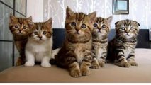 FUNNY VIDEO -cats groups sleep and sitting in great funny manner hahaah. mp4