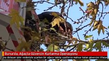 Bursa'da, Ağaçta Güvercin Kurtarma Operasyonu