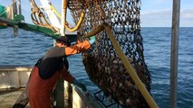 Pêche à la coquille Saint-Jacques, en baie de Saint-Brieuc