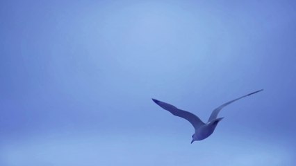 Logo Opening Video = Intro