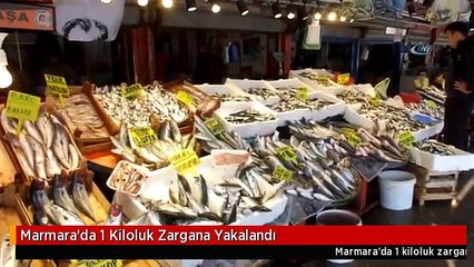 Marmara'da 1 Kiloluk Zargana Yakalandı