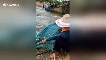 Fish are literally jumping into this elderly Thai woman's net