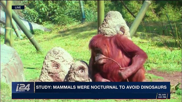 DAILY DOSE | Study: mammals were nocturnal to avoid dinosaurs | Wednesday, November 8th 2017