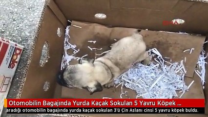 Otomobilin Bagajında Yurda Kaçak Sokulan 5 Yavru Köpek Bulundu