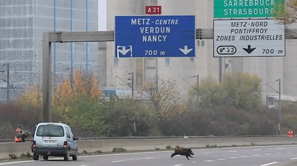 Cinq sangliers à Metz dispositif exceptionnel sur l’A31