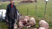 Thézillieu : une trentaine de brebis tuées par des chiens