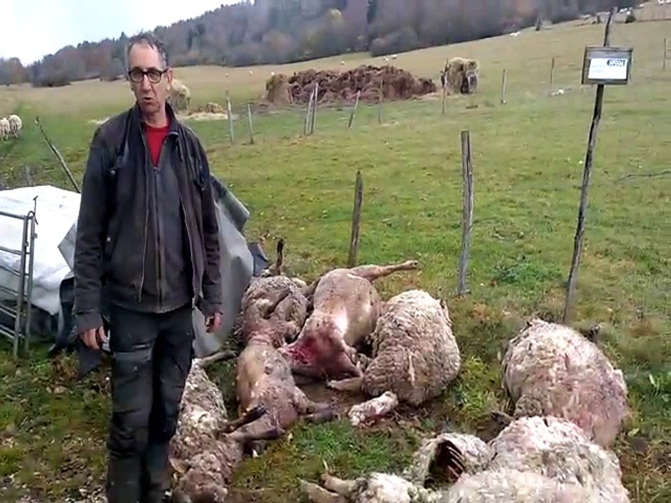 Thézillieu : une trentaine de brebis tuées par des chiens