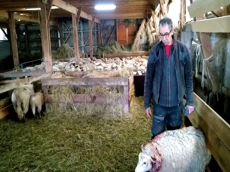 Thézillieu : une trentaine de brebis tuées par des chiens (2)