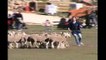 Martigues accueille un concours national de chiens de troupeaux