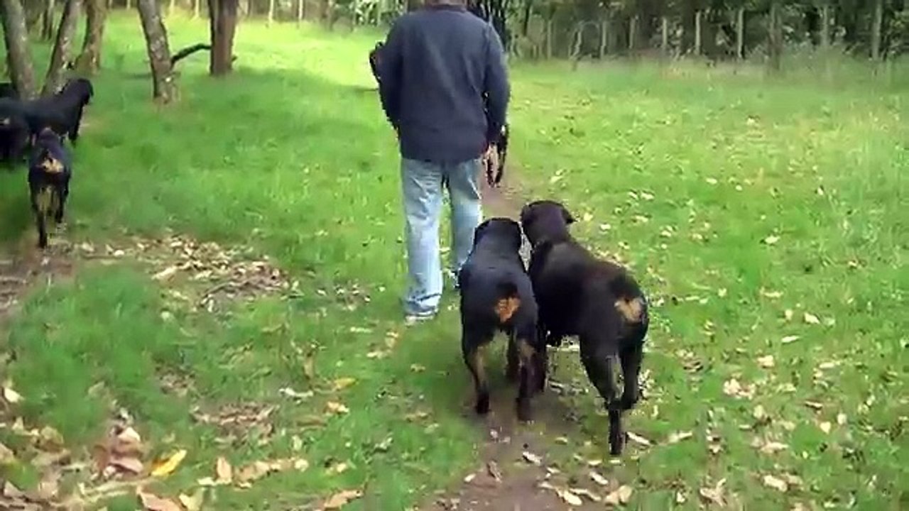 AMAZING ROTTWEILER KENNEL HARDRADA IN NZ 1