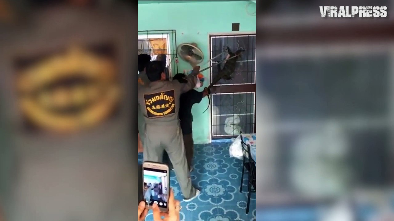 Monitor Lizard Tries To Get Inside Home