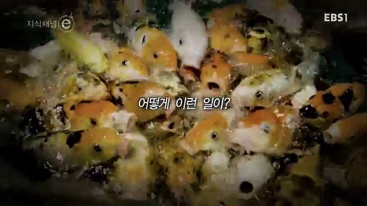 지식채널e.E1630.171109