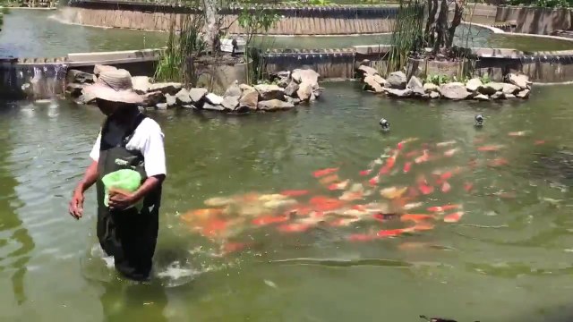Ces poissons suivent leur soigneur à la trace dans leur bassin... De vrai petits chiens!