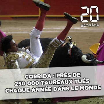 La SPA va déposer plainte pour savoir si les corridas sont vraiment «des courses de taureaux»