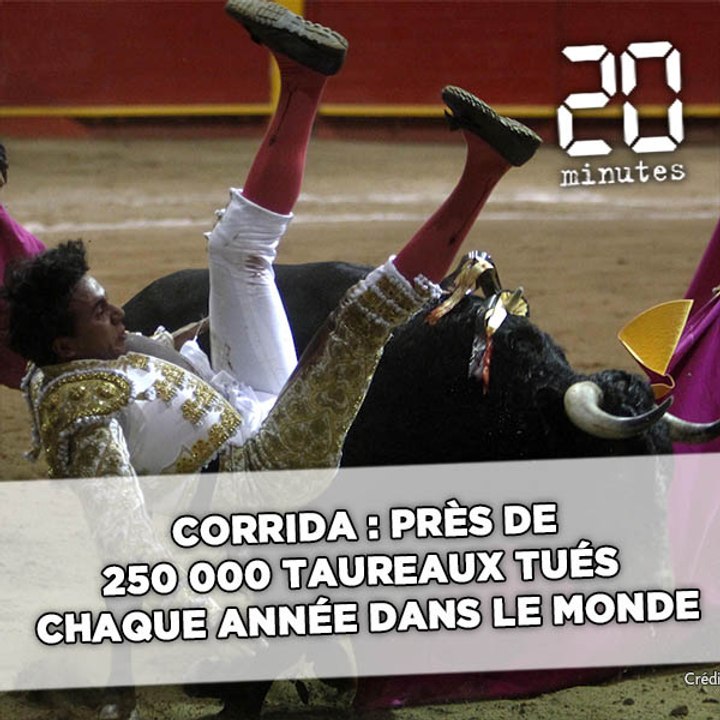 La SPA va déposer plainte pour savoir si les corridas sont vraiment «des courses de taureaux»