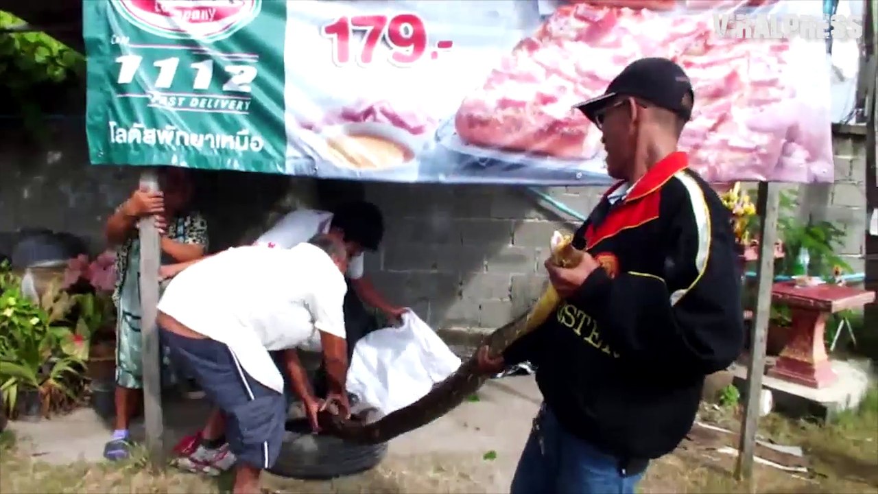 Python Caught Hiding Inside Old Car Tyre