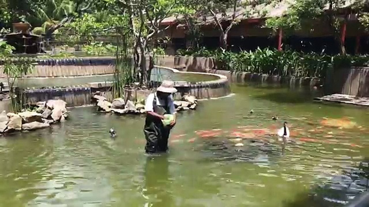 Des carpes koï suivent leur soigneur comme des petits chiens (Sri Lanka)