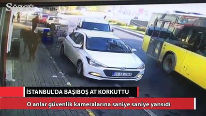 İstanbul’da başıboş at korkuttu