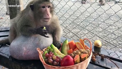 Chunky monkey Uncle Fatty spotted after unsuccessful stint in weight-loss camp