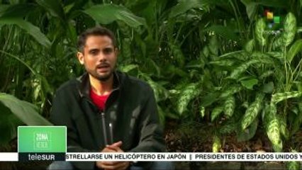 Zona Verde: Colonización afectó bienestar ambiental