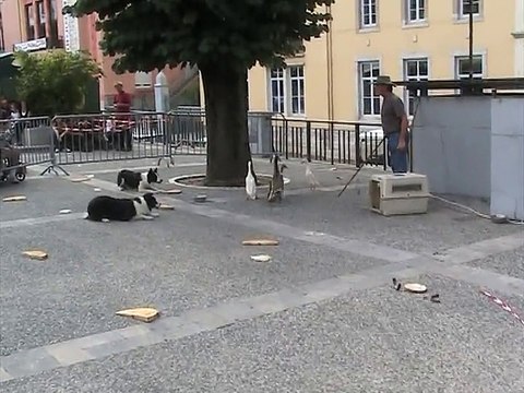 Lavelanet-Chiens de bergers