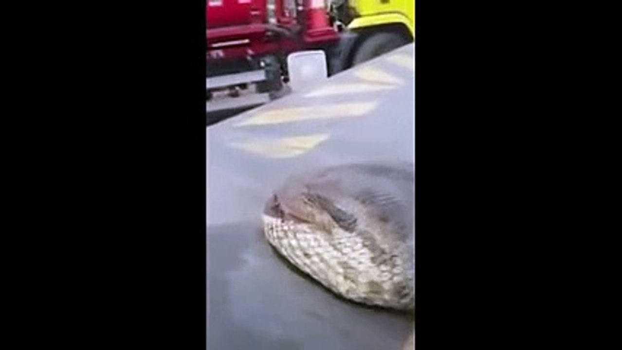 Le plus gros anaconda du monde vient d'être découvert au Brésil (Vidéo exclusive)