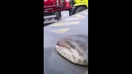 Le plus gros anaconda du monde vient d'être découvert au Brésil (Vidéo exclusive)