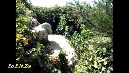 Το ερπετοειδές κεφάλι στην Κρήτη!