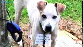 Woman Spots Growling Dog Tied To A Pole, Then Sees A Note Around His Neck From The Owner