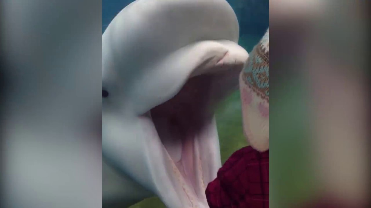 Quand les animaux nous font très très peur... Compilation de grosses frayeurs