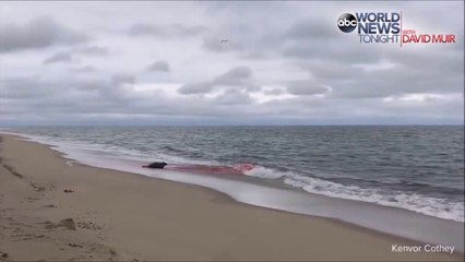 下载视频: Un grand requin blanc poursuit une otarie jusque sur la plage et blesse l'animal