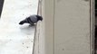 Pigeon suicidaire.. Adieu petit oiseau