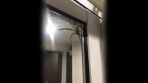 Un couple en panique à cause d'une énorme araignée chasseuse... Araignée géante