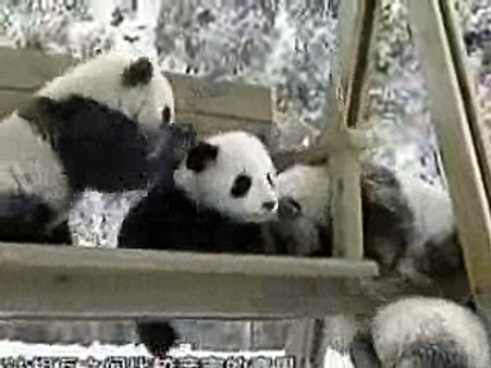 pequeños pandas jugando