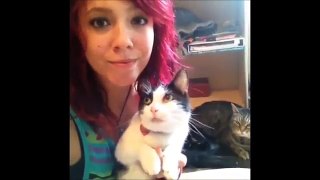 Funny Cat Videos - Cat Vines Compilation