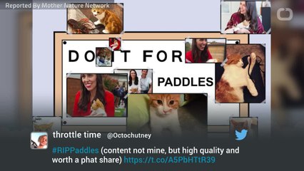 Paddles, the first cat of New Zealand, has died