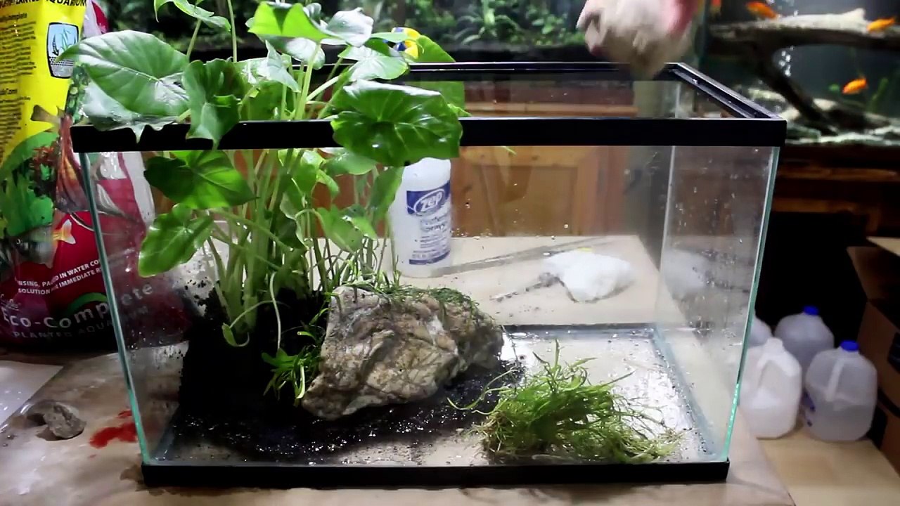 Rescaping My Bettas 10 Gallon Riparium/Aquarium