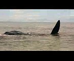 Whale - Oak Island Beach, Oak Island, NC