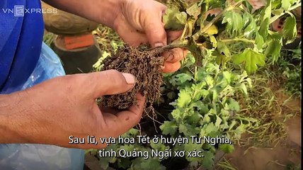 Clip: Hình ảnh "thủ phủ" hoa Tết Quảng Ngãi sau lũ