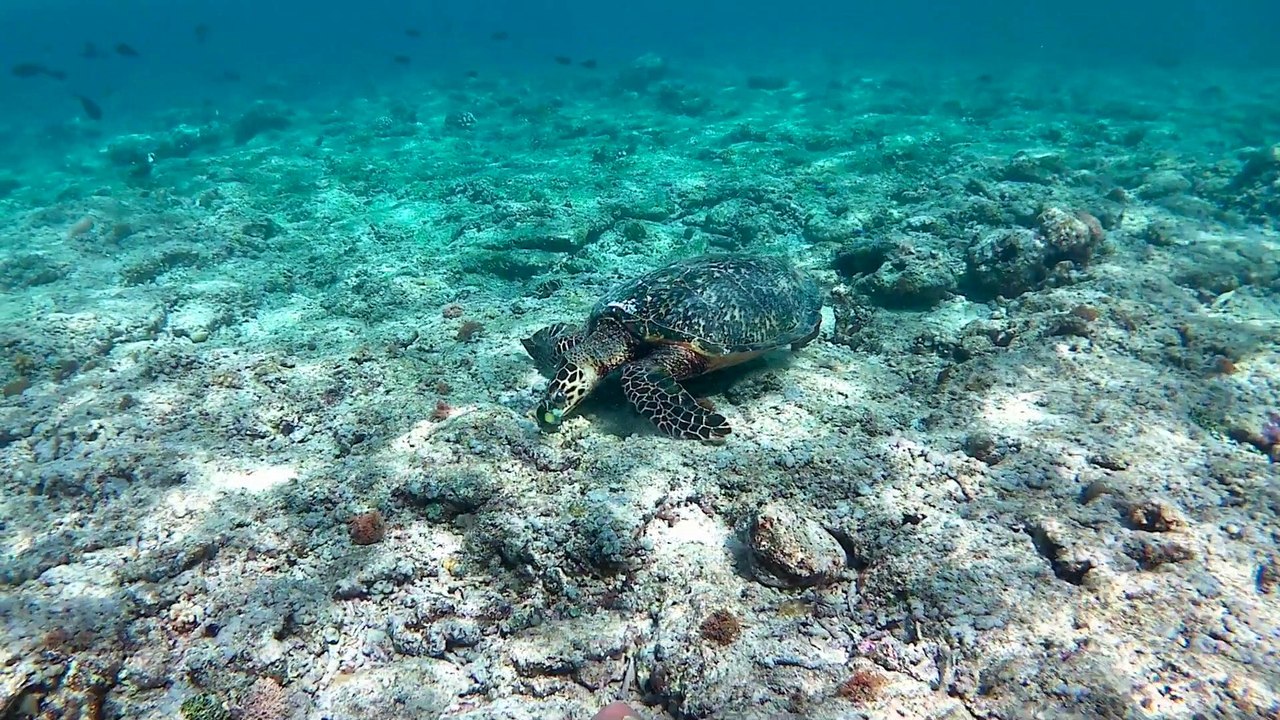 Tortue JP