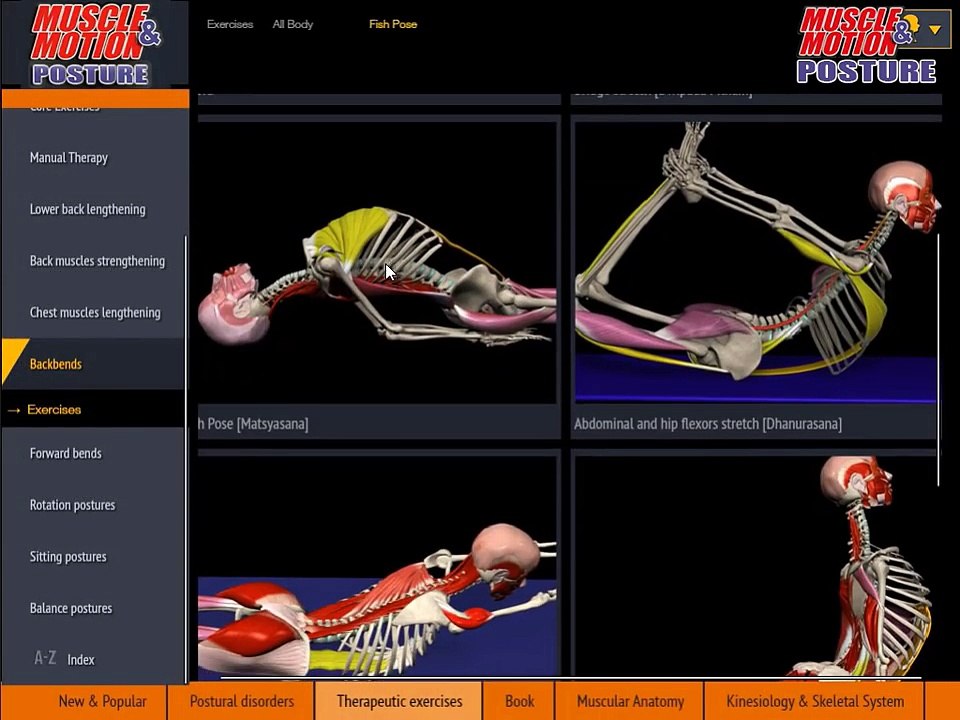 Muscle&Motion POSTURE - Physiotherapist