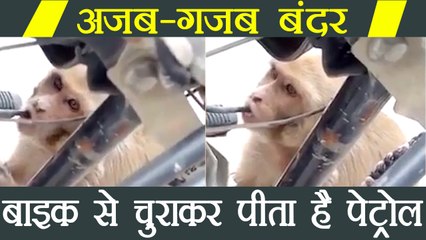 Bizarre! Monkey in Haryana drinks petrol from Bikes | वनइंडिया हिंदी