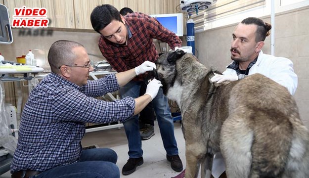 (9 Kasım 2017) ERCİYES ÜNİVERSİTESİ VETERİNER FAKÜLTESİ TARAFINDAN “VETERİNER KARDİYOLOJİ VE ULTRASONOGRAFİ” ÇALIŞTAYI DÜZENLENDİ.