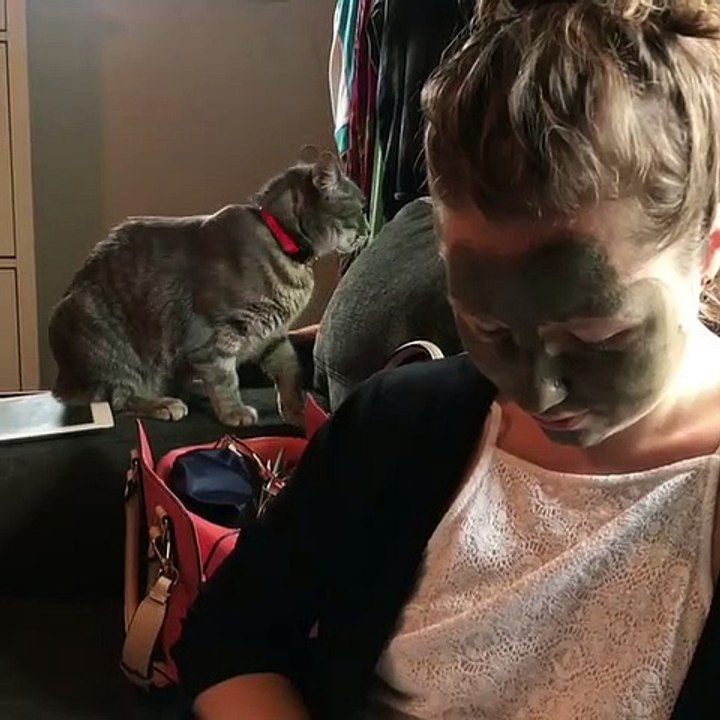 I Don’t Recognize You Anymore Cats Reaction So Funny